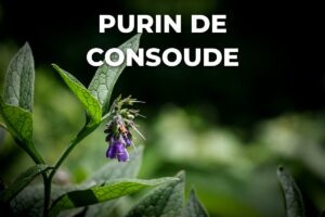 consoude en fleurs, plante utilisée pour le purin de consoude des tomates