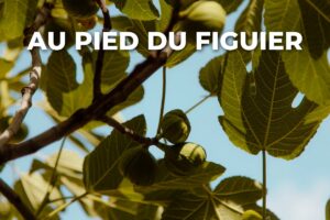branche de figuier portant des figues vertes, à nourrir par ce que l'on choisit de mettre au pied