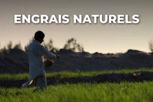 épandage à la volée d'un engrais naturel dans un champ