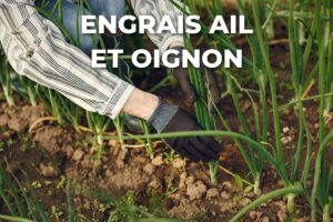 mains gantées dans un rang d'oignons, légumes qui demandent peu d'engrais, comme l'ail