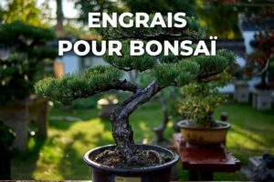 pin en bonsaï dans son pot, nourri avec un engrais pour bonsaï