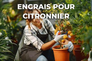 petit agrume en pot entretenu à la main, comme un citronnier à nourrir avec un engrais adapté