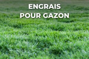 gazon dense et bien vert, nourri avec un engrais pour gazon