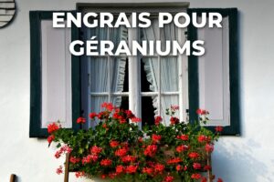 Jardinière de géraniums rouges débordants sous une fenêtre à volets, engrais géranium à renouveler toutes les six semaines