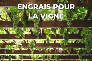 treille de vigne chargée de grappes, nourrie avec un engrais adapté