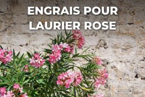 laurier rose en fleurs contre un mur de pierre, nourri avec un engrais riche en potasse