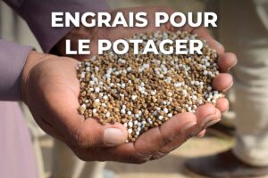 poignée d'engrais en granulés pour le potager, tenue dans les mains