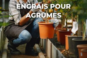 jardinière qui soigne un agrume en pot, au moment d'apporter l'engrais pour agrumes