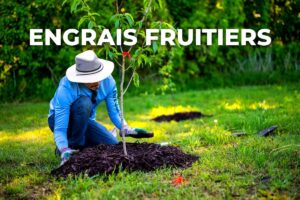 jardinier qui plante un arbre fruitier et paille son pied, au moment d'apporter l'engrais