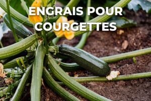 pied de courgette en fleurs et en fruits, nourri avec un engrais organique