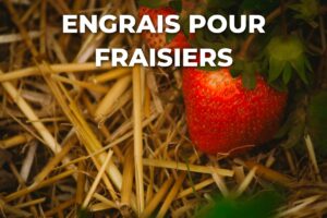 fraise mûre sur la paille, au pied d'un fraisier nourri avec un engrais adapté