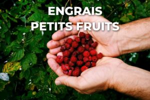poignée de framboises cueillies sur des framboisiers nourris avec un engrais adapté