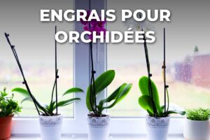 orchidées Phalaenopsis en pot sur un rebord de fenêtre, à nourrir avec un engrais dilué