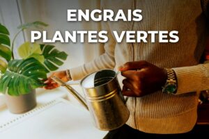 plantes vertes d'intérieur arrosées avec un engrais dilué
