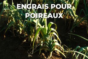 poireaux en terre au potager, à nourrir avec un engrais riche en azote