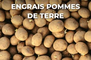 plants de pommes de terre germés, avant la plantation et l'apport d'engrais