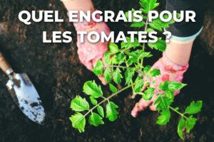 plantation d'un plant de tomate dans une terre riche avant l'apport d'engrais