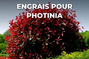 Photinia Red Robin en boule au feuillage rouge, nourri à l'engrais photinia