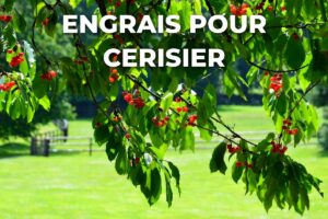 branches de cerisier chargées de cerises, arbre nourri avec un engrais adapté