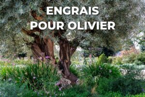 vieil olivier de pleine terre dans un jardin, qui demande peu d'engrais