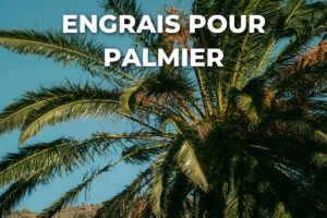 Couronne d'un palmier phoenix, palmes vertes, engrais pour palmier
