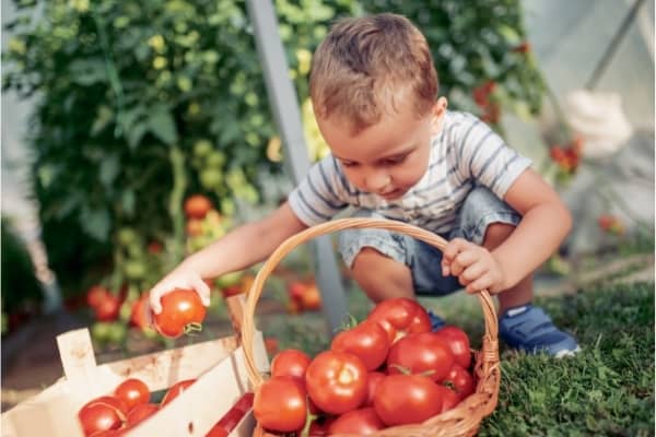 recolte de la tomate