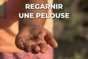 graines dans la paume d'une main, pour regarnir une pelouse