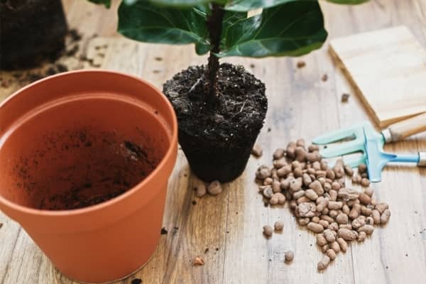 rempoter les plantes d interieur