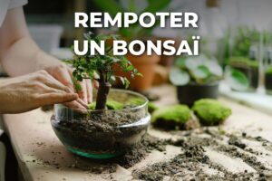 rempoter un bonsaï : mains qui installent un petit arbre dans son nouveau substrat