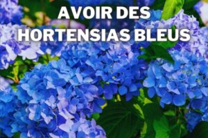 rendre les hortensias bleus