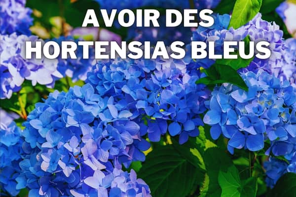 rendre les hortensias bleus