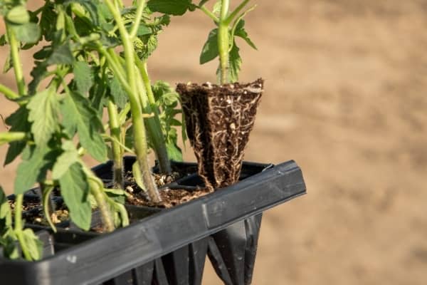 repiquer les semis de tomates