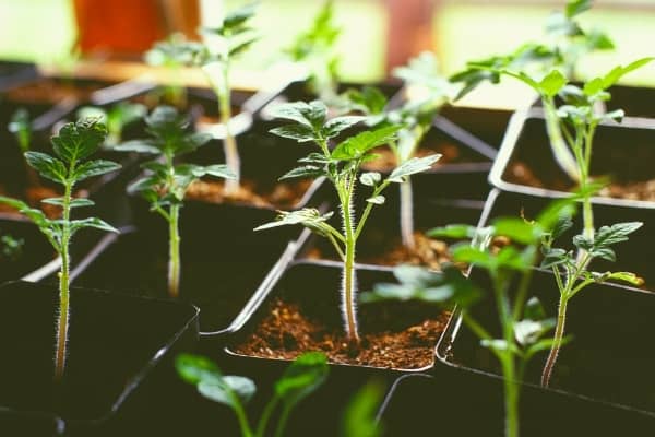 repiquer les tomates en pot ou en godet