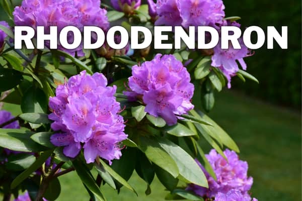 rhododenron