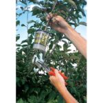 rooter pot on tree