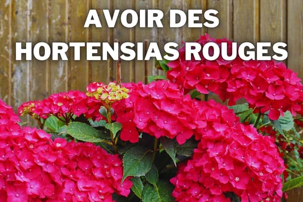 rougir les hortensias