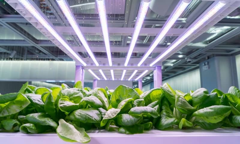 salade culture indoor growing hydoponic led light auxine jardinerie alternative colmar