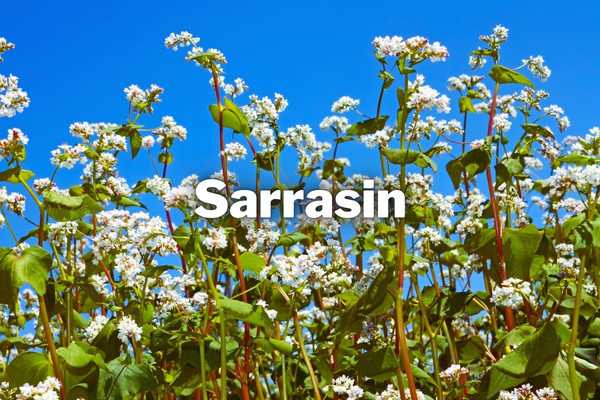 sarrasin engrais vert