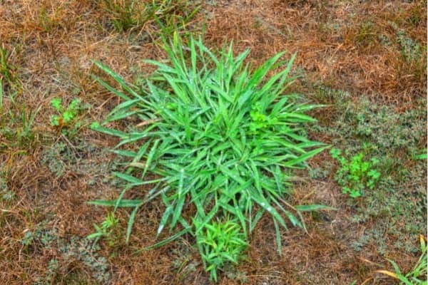 se debarrasser des mauvaises herbes