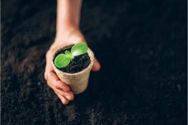 semis de courge dans du terreau bio