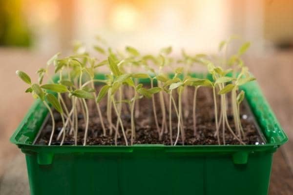 Lampe de croissance pour plante : en quoi consiste-t-elle ?