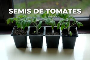 semis de tomates en godets sur un rebord de fenêtre