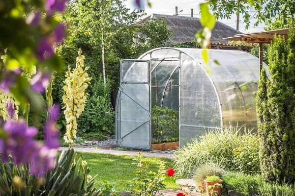 serre de jardin pour planter des tomates