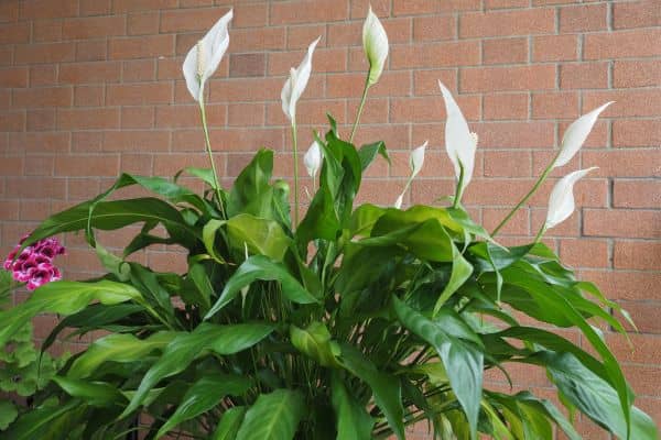 spathiphyllum