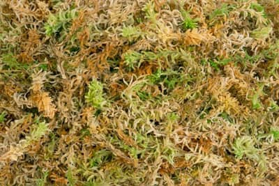 sphagnum moss spagmoss premier auxine jardinerie alternative