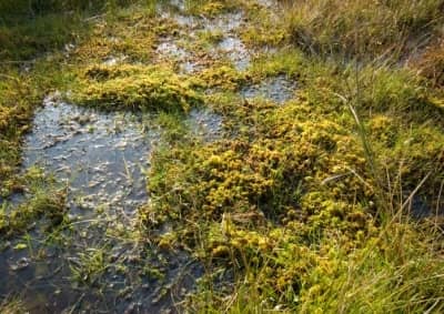 Sphaigne de qualité pour plantes tropicales