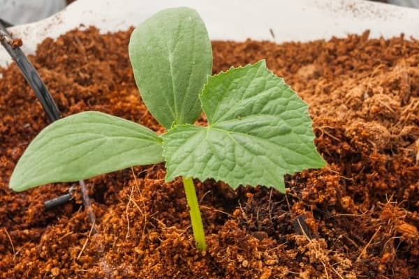 substrat de coco utilise en serriculture