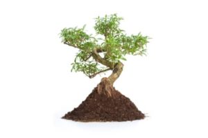 subtsrat pour bonsai