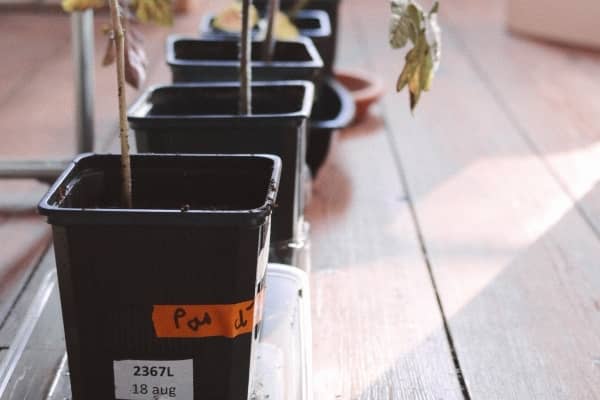 taille de pot pour la culture de cannabis legal en interieur