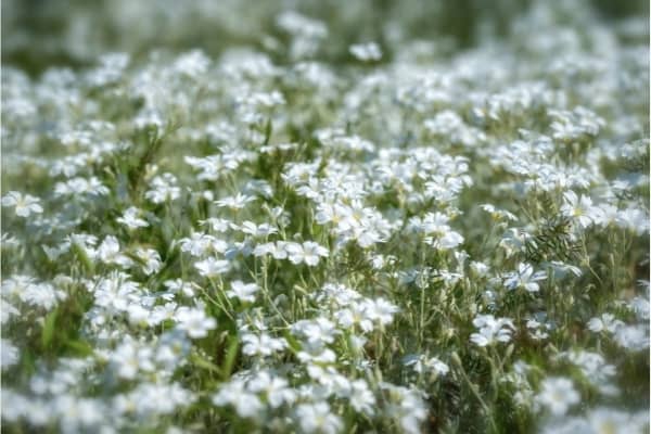 tapis de cerastium couvre sol